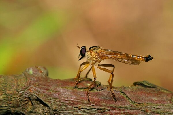 Wildlife shooting close-up of striaose