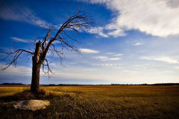 Paisaje árbol solitario en el desierto al atardecer