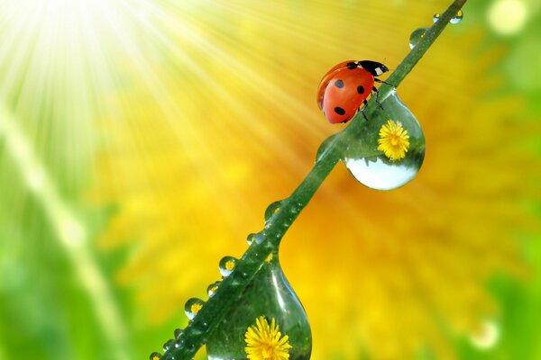 Summer photo of ladybug with drops