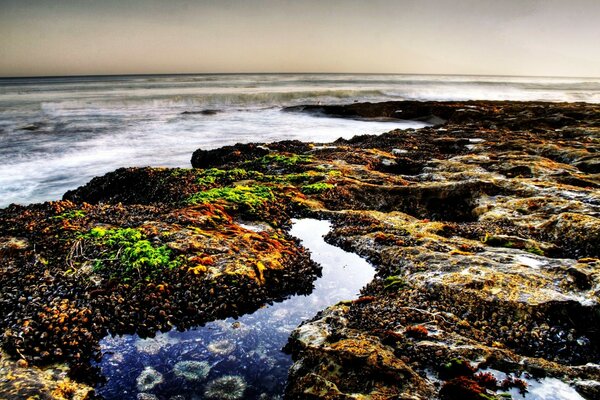 Playa. Algas. Tonos oscuros