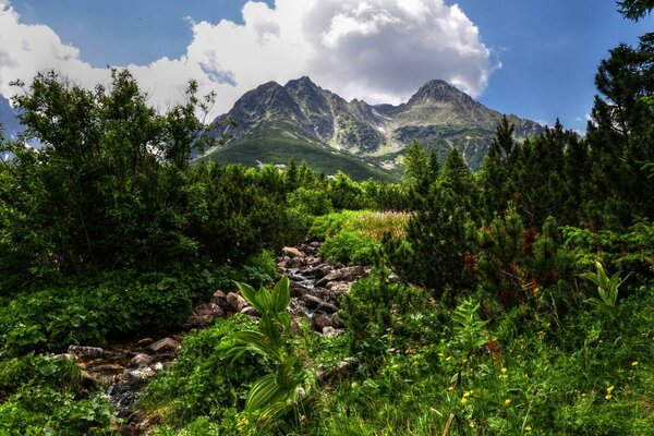 Die natürliche Landschaft des schönen Berges