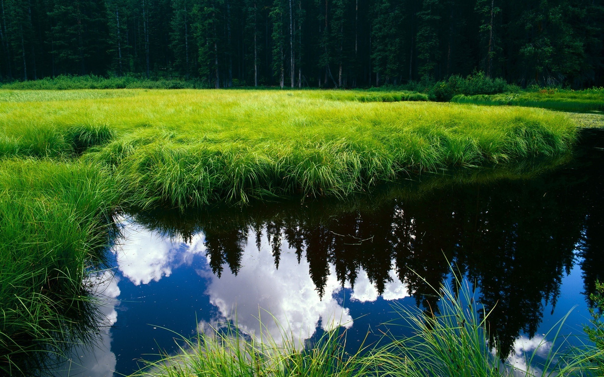 krajobrazy krajobraz trawa natura na zewnątrz drewno malownicze woda jezioro lato środowisko drzewo sianokosy świt odbicie dobra pogoda drzewa tło