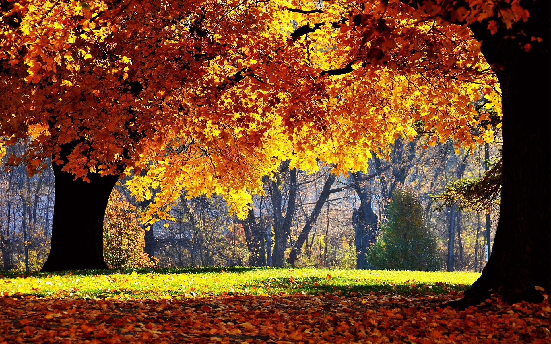 automne automne feuille arbre érable saison bois parc paysage nature scénique paysages changement branche couleur lumineux environnement or extérieur scène forêt soleil