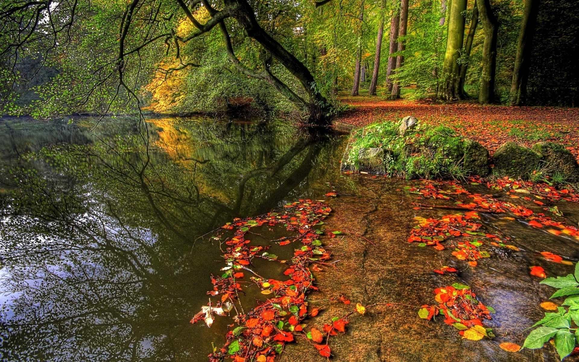 landscapes fall leaf wood tree nature maple landscape park lush water outdoors season environment mist stream trees lake colors