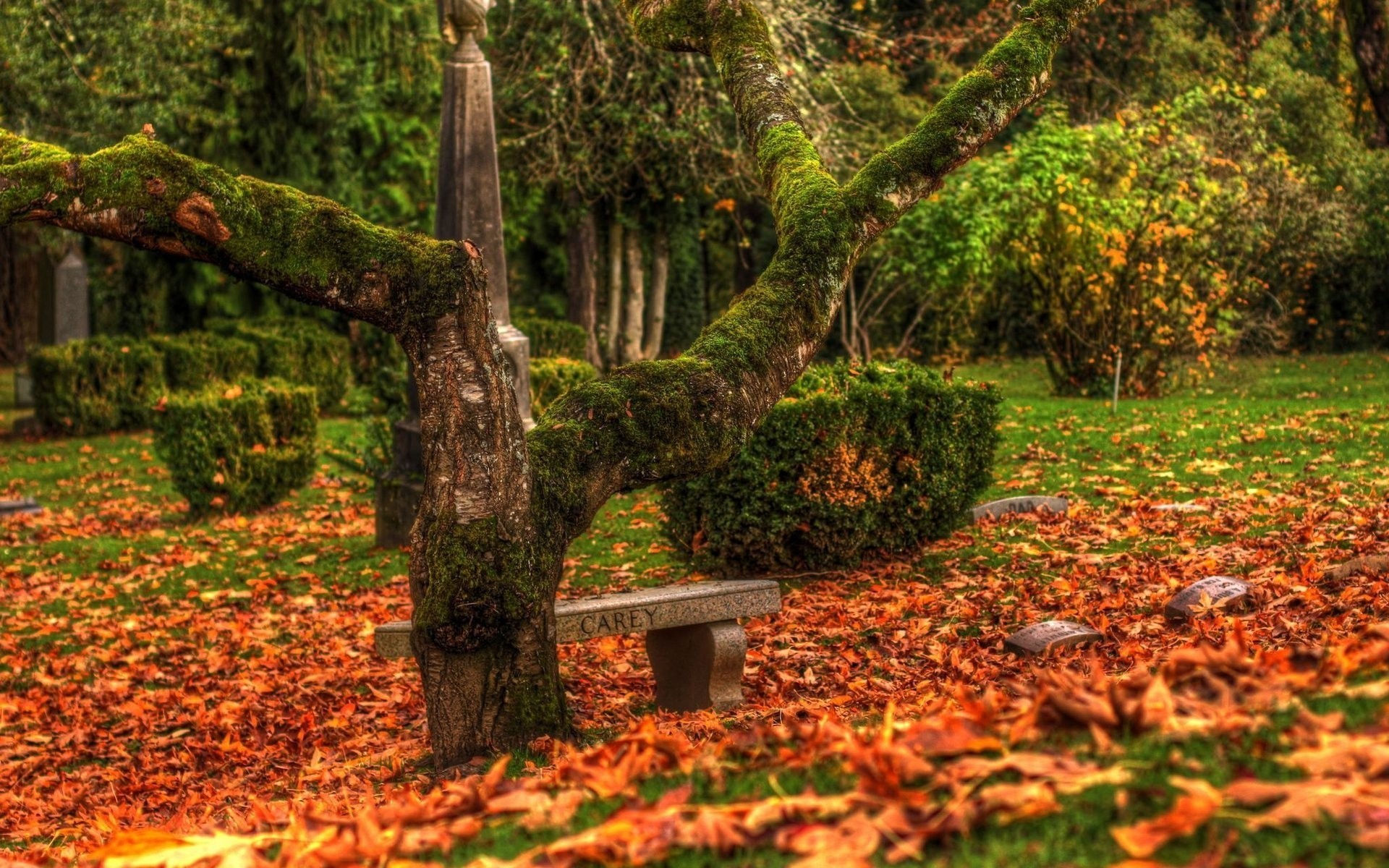 automne automne feuille arbre bois nature parc érable saison à l extérieur paysage luxuriante scénique jardin flore environnement arbres