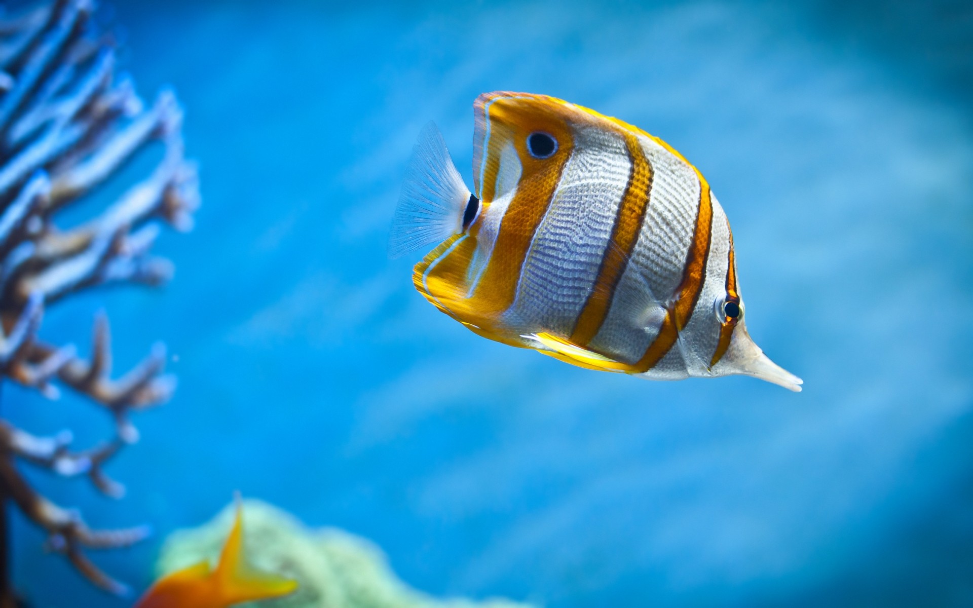 animais marinhos debaixo d água peixes água natação oceano mar aquário tropical mergulho fuzileiro naval coral vida selvagem viajar natureza turquesa profundo sozinho recife ao ar livre