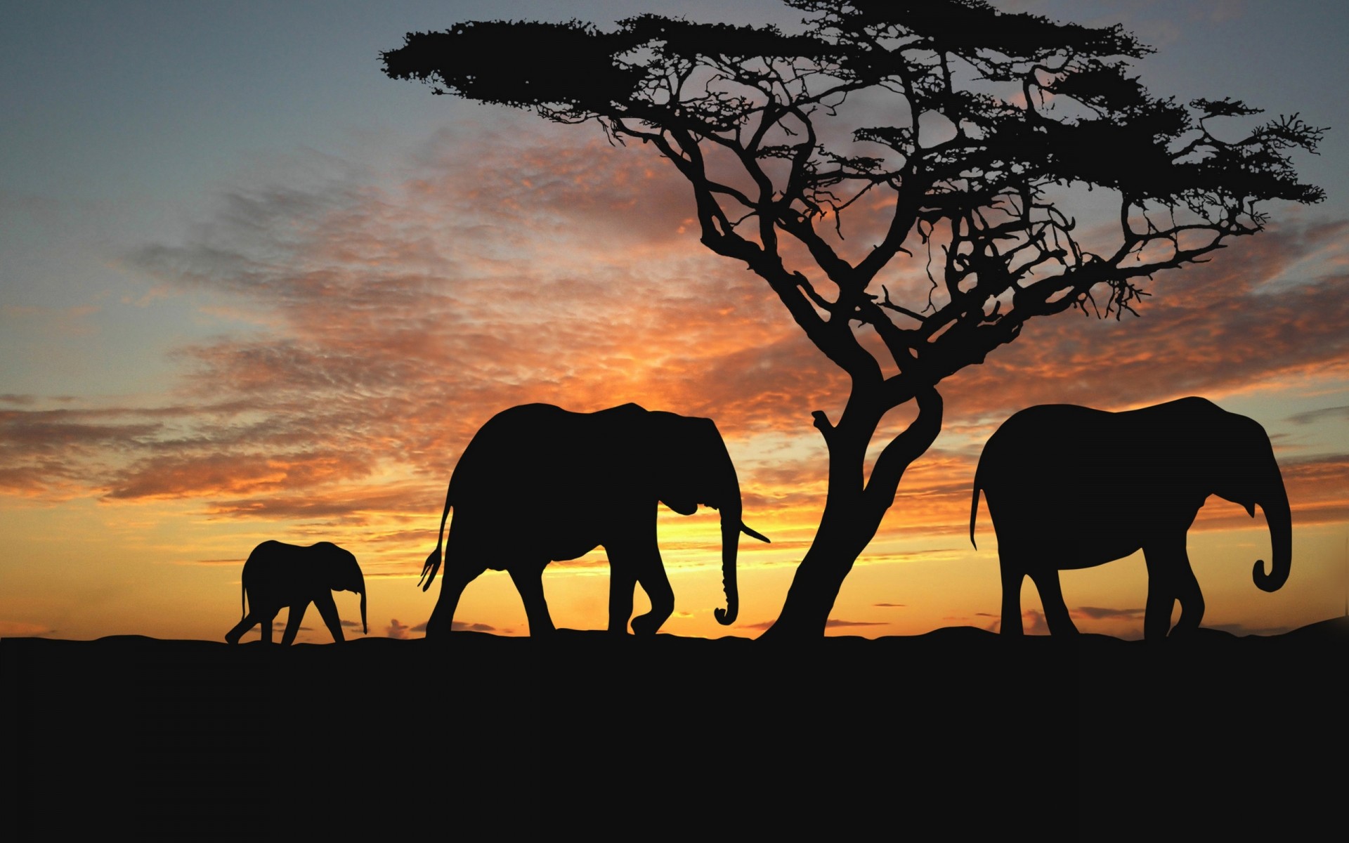 animals sunset silhouette mammal backlit evening dawn elephant dusk tree wildlife outdoors sky savanna landscape cavalry sun travel safari