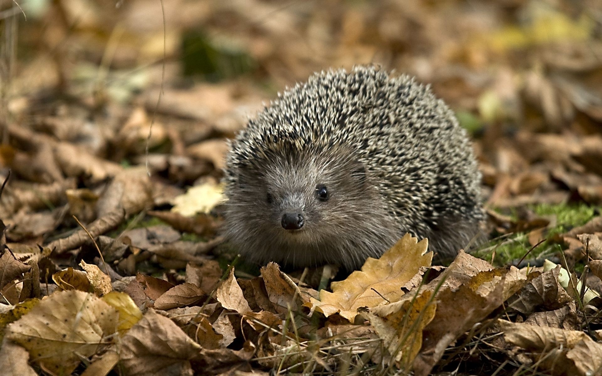 animals nature cute mammal wildlife outdoors sharp little hedgehog