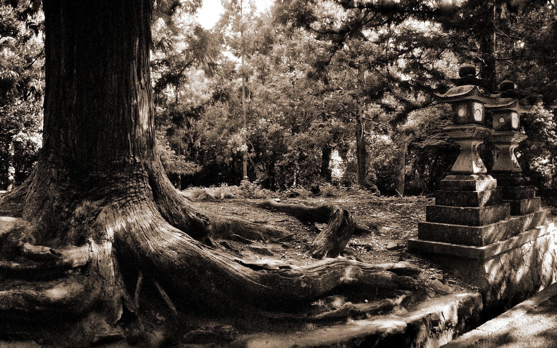 landscapes tree wood nature park monochrome landscape old black and white travel water light leaf outdoors trees photo