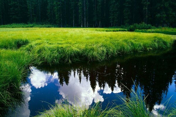 Una jugosa juncia verde enmarca la superficie del espejo del río