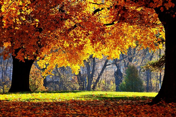 Brillantes árboles de otoño en el parque