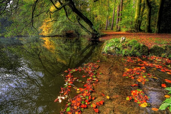 Autumn forest in bright leaves in autumn