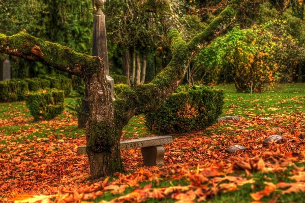 O solitário escaravelho no Parque do outono