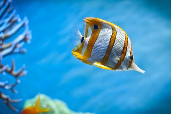 Fondos marinos, corales y peces inusuales nadando en el océano