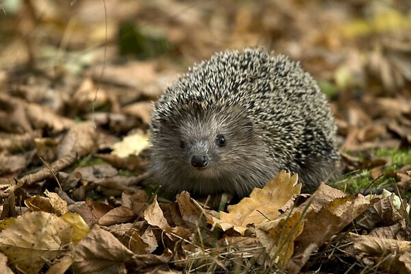 A small hedgehog in the forest on a leaf