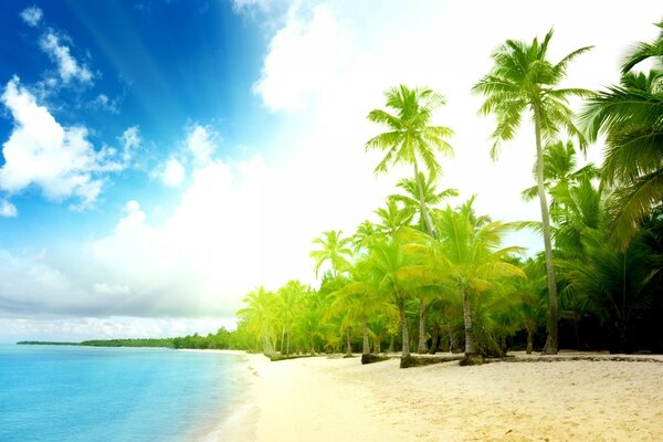 Tropical island overlooking the beach
