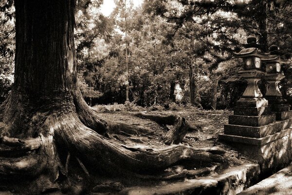 Landscape of the park black and white photo