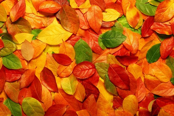 Colorful leaves are a gift of autumn