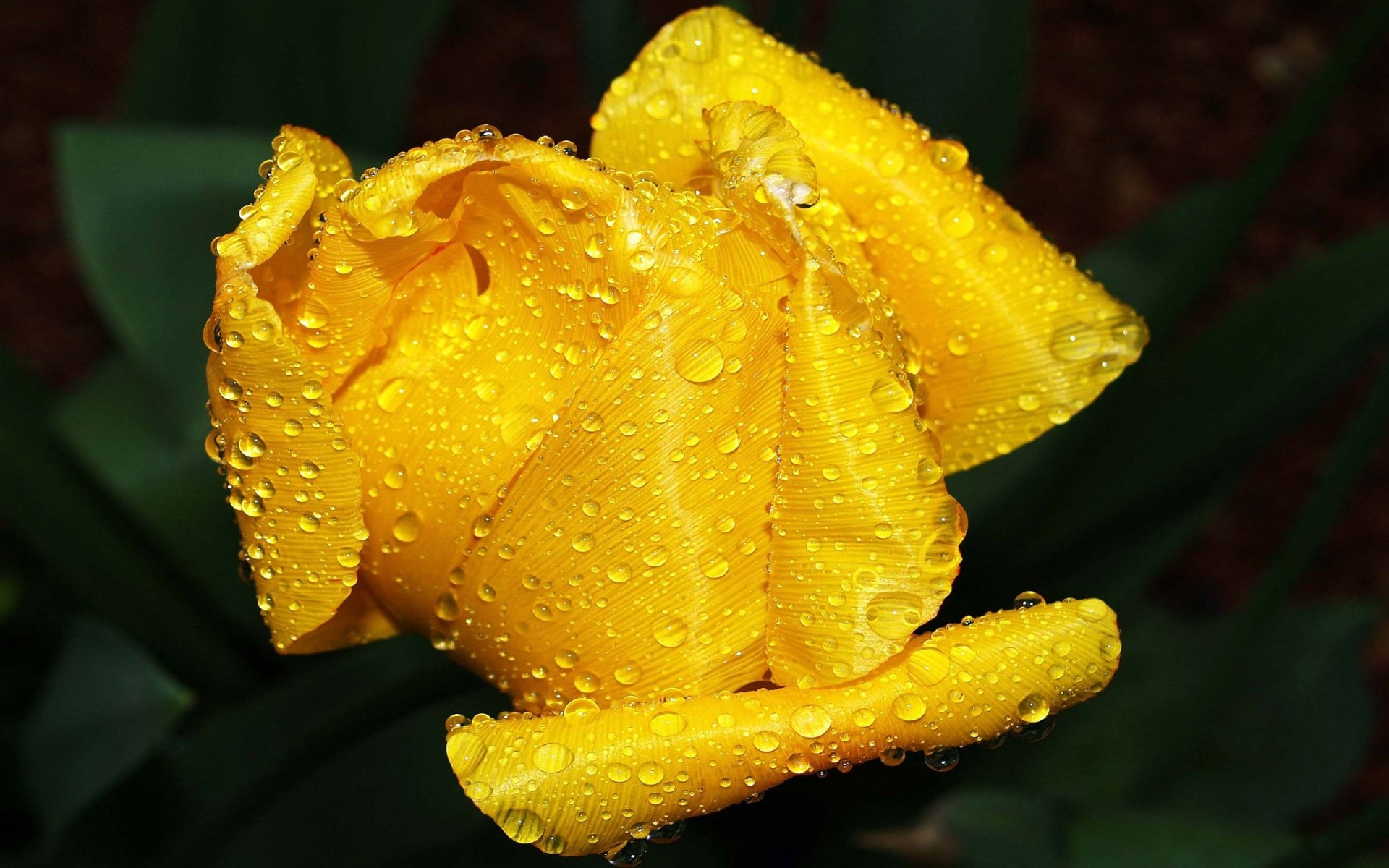 blumen blume natur blatt flora im freien garten