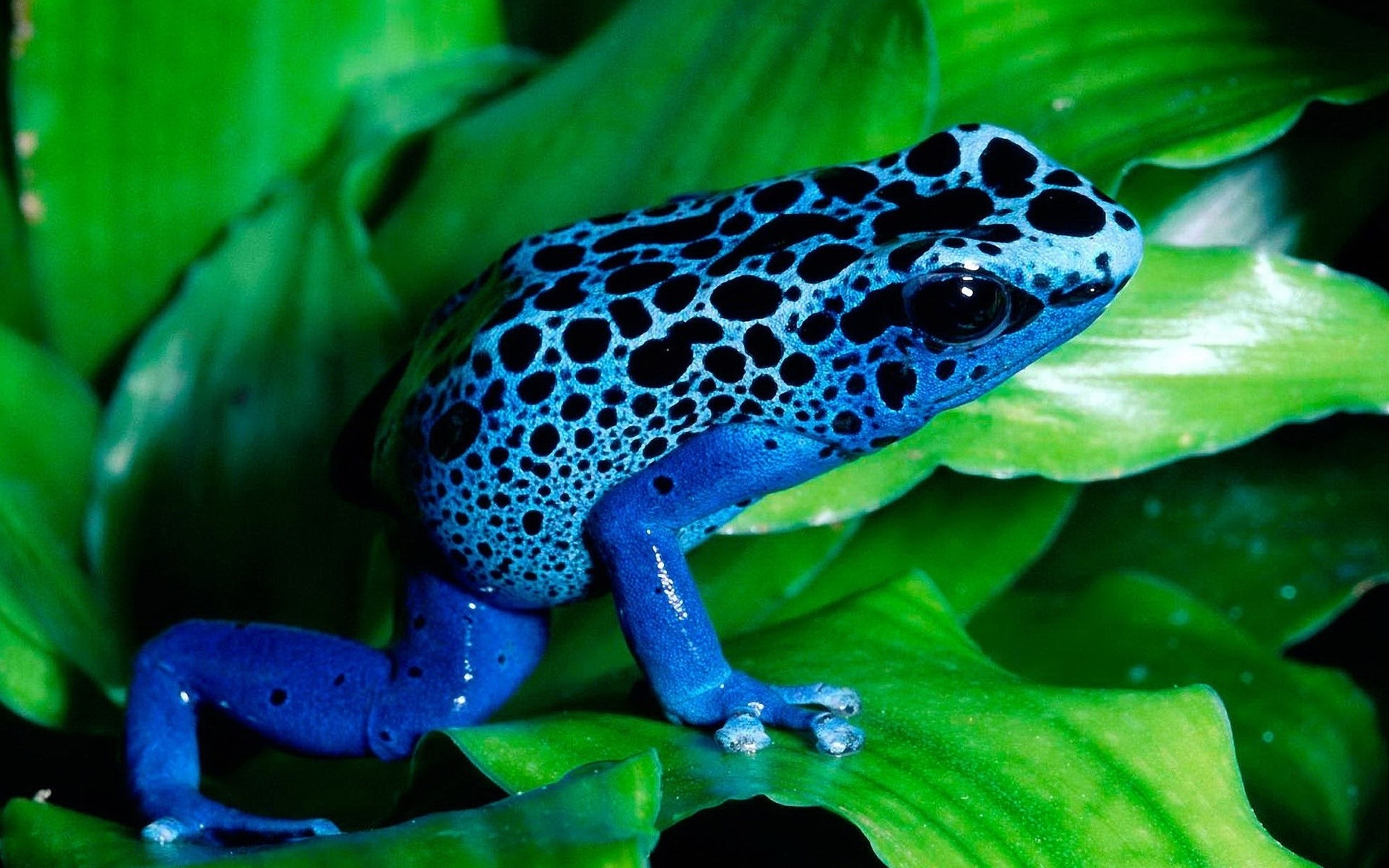 animals nature wildlife tropical frog animal leaf