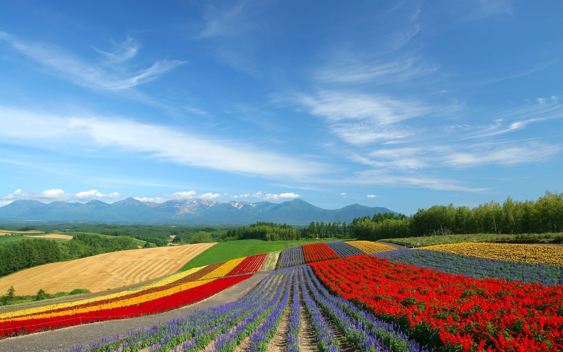 flowers agriculture rural field landscape countryside farm nature outdoors sky summer growth grass cropland flower farmland pasture country hayfield bright background spring