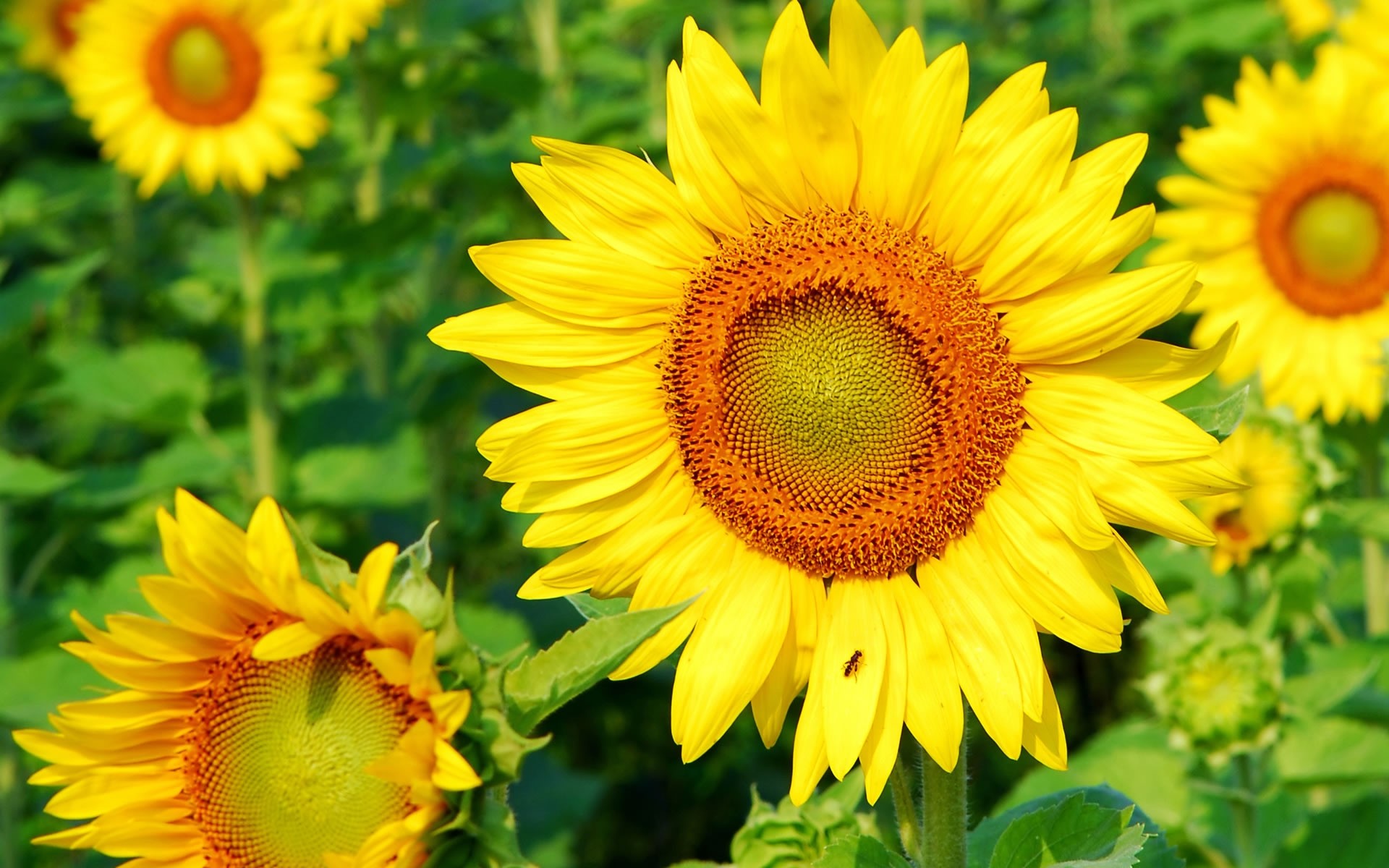 fiori natura estate fiore flora foglia girasole luminoso petalo crescita giardino floreale sole polline luminoso bel tempo campo fiore bello colore giallo sfondo