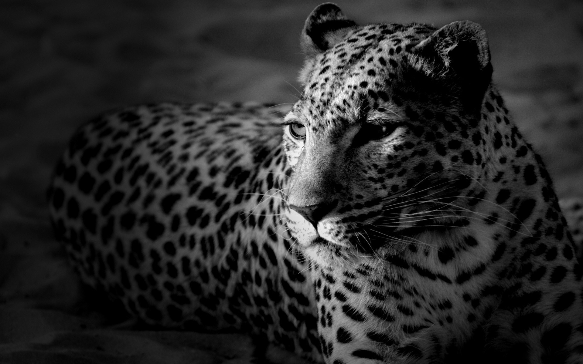 animals cat leopard wildlife mammal zoo cheetah predator animal hunter safari wild portrait nature eye