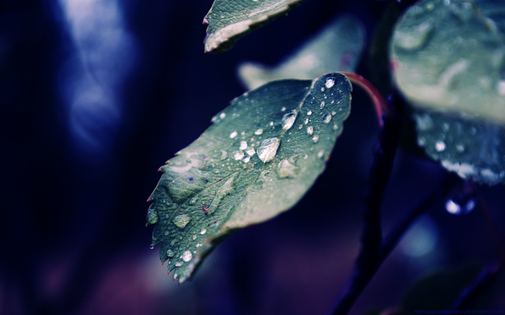 jesień deszcz woda rosa spadek natura liść mokry na zewnątrz światło krople rozmycie lato zima dof czystość flora kwiat krople wody makro