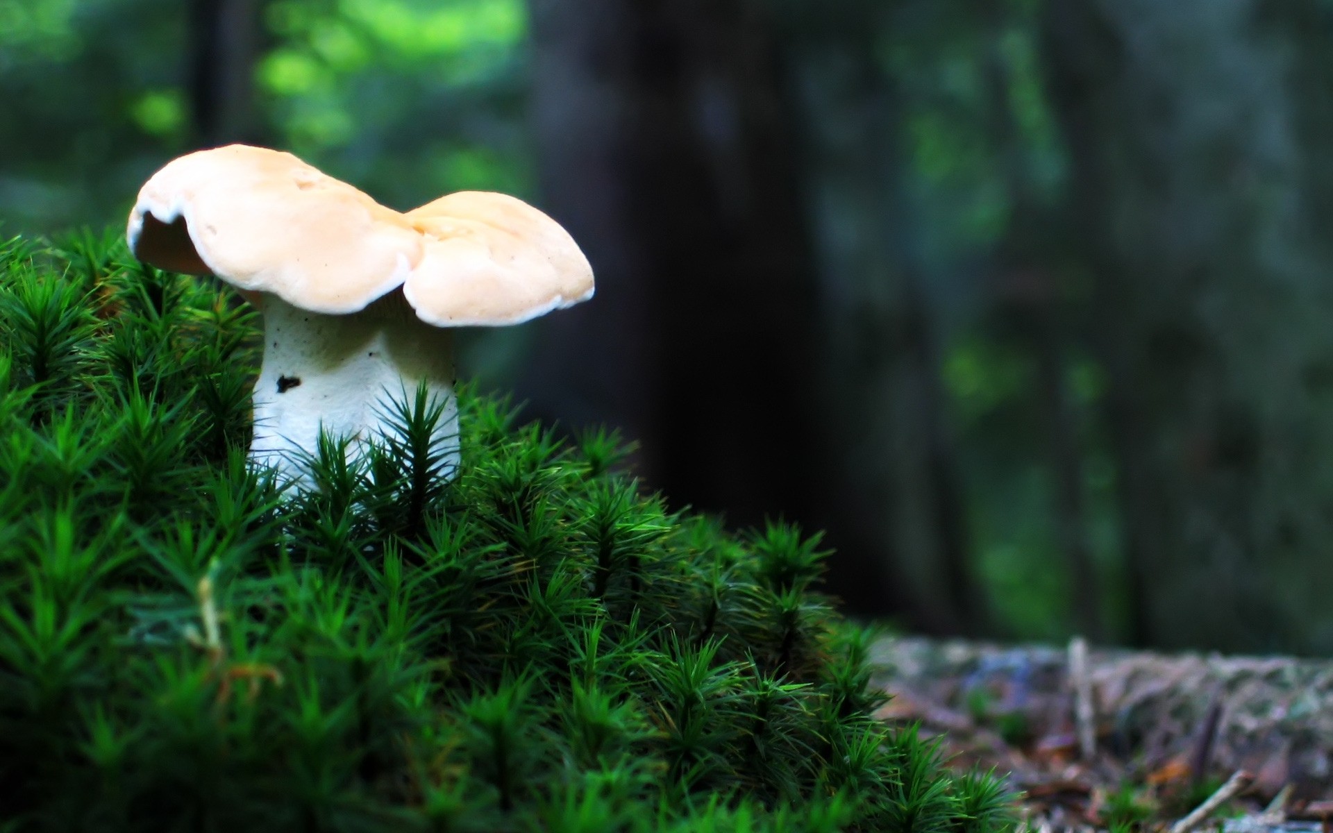 plantes champignon champignon bois automne mousse nature herbe borovik flore feuille à l extérieur champignon croissance saison sauvage arbre été couverture couleur