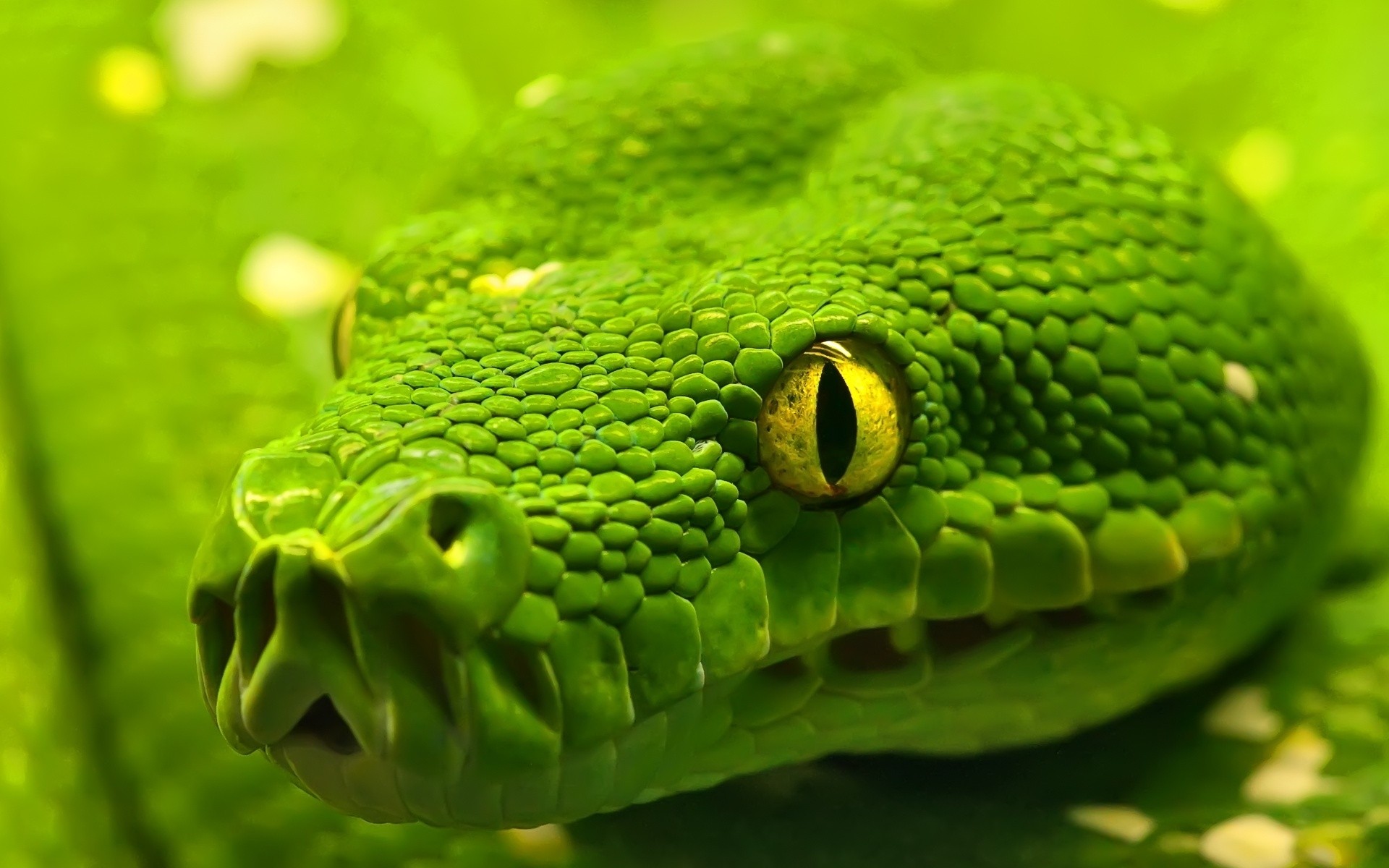 reptiles and frogs snake reptile nature viper python wildlife poison feather boa venom animal exotic scale zoology predator danger deadly pet desktop slither wild boa