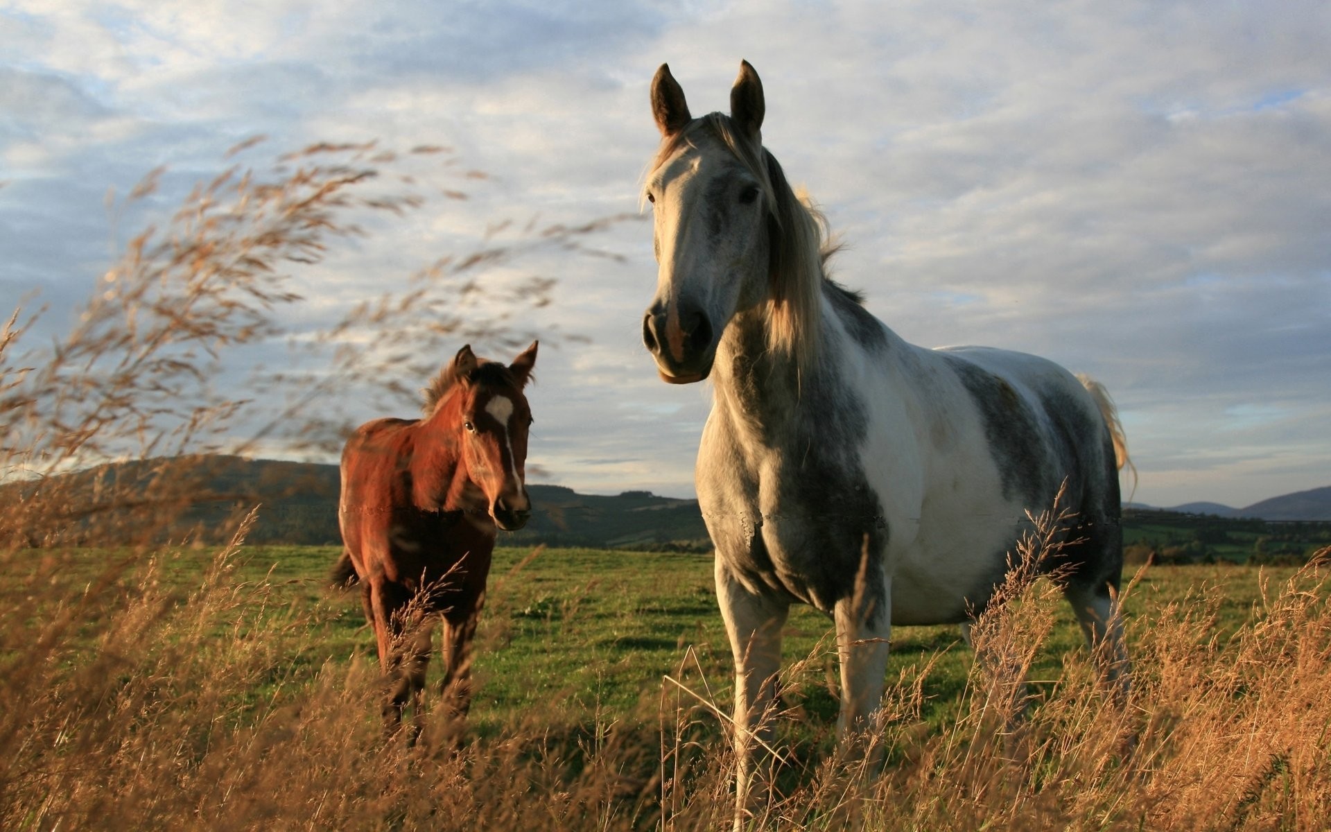 animales mamífero caballería caballo mare pasto hierba heno granja animal campo semental mane cría de caballos ecuestre animales vivos rural agricultura pastizales potro