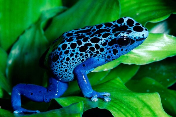 Grenouille bleue dans les feuilles d herbe