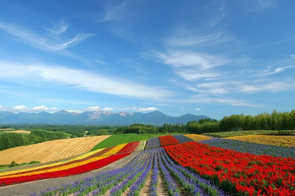 Paisaje flores brillantes en el campo