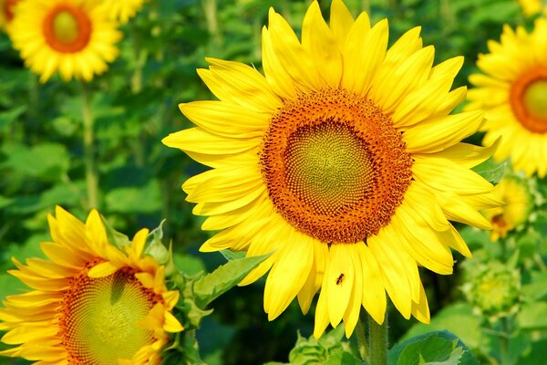 Riesige gelbe Blüten