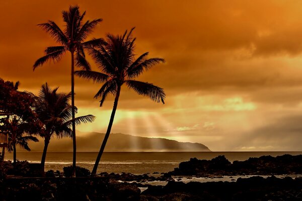 Palmeras en el mar puesta de sol