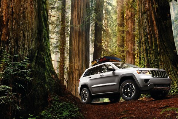 Grand Cherokee Jeep, der im Wald zwischen riesigen Bäumen steht