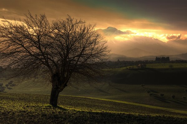 Árvore de outono ao pôr do sol