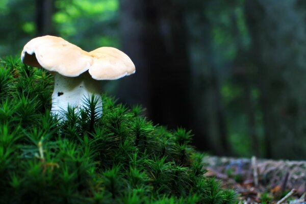 Hongo de otoño en el bosque entre los árboles