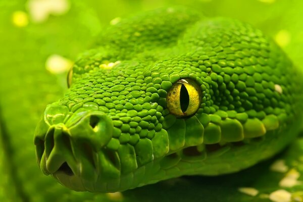 Retrato de una serpiente verde malvada