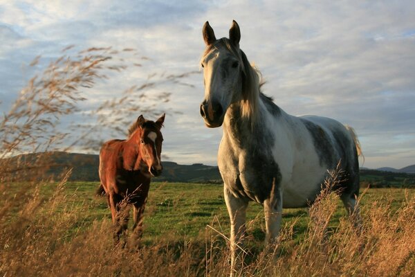 Horses are walking in the fields