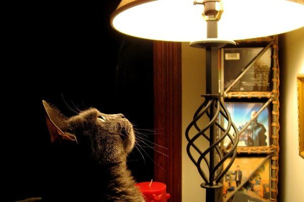Die Katze schaut auf die Lampe. Gemütliches Foto