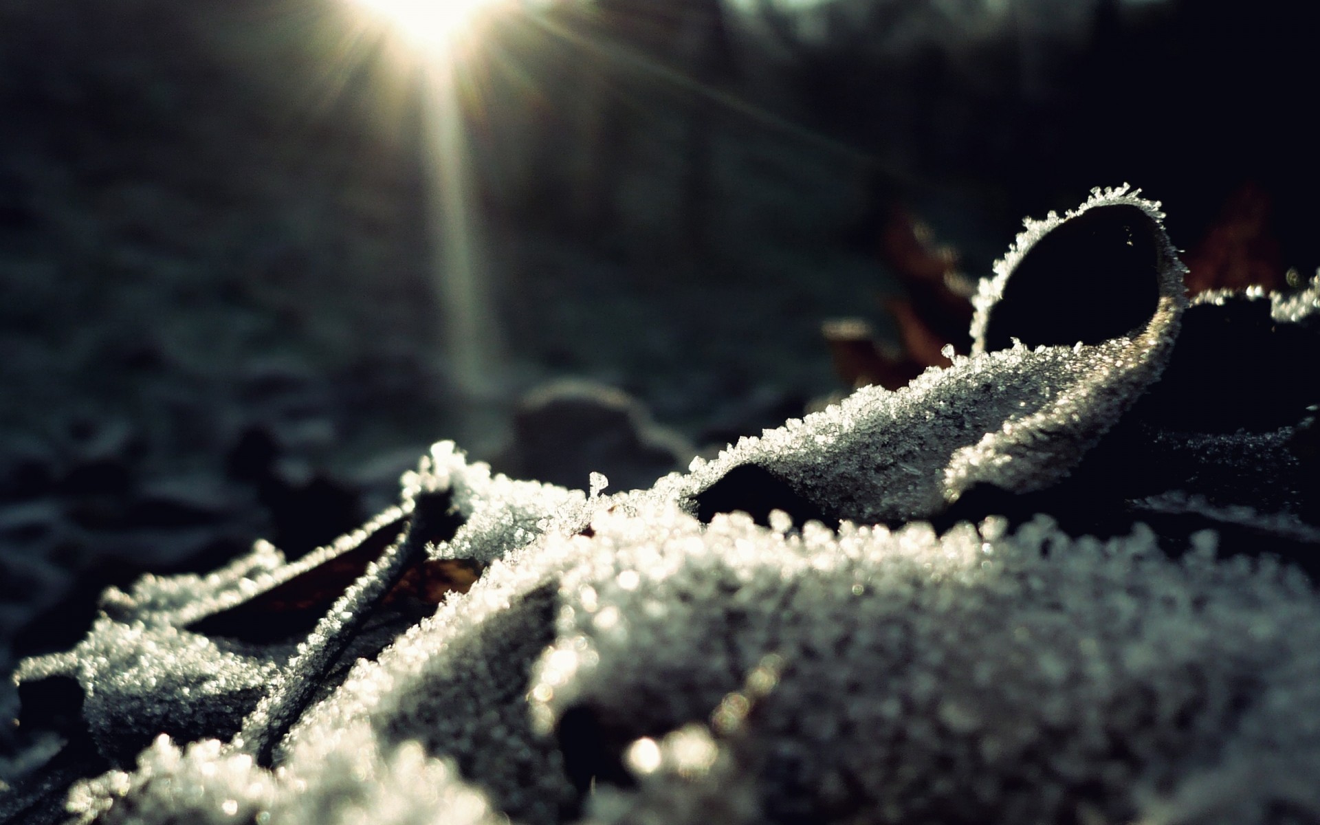 hiver gel nature à l extérieur neige congelé saison froid noël eau arbre météo flore glace soleil