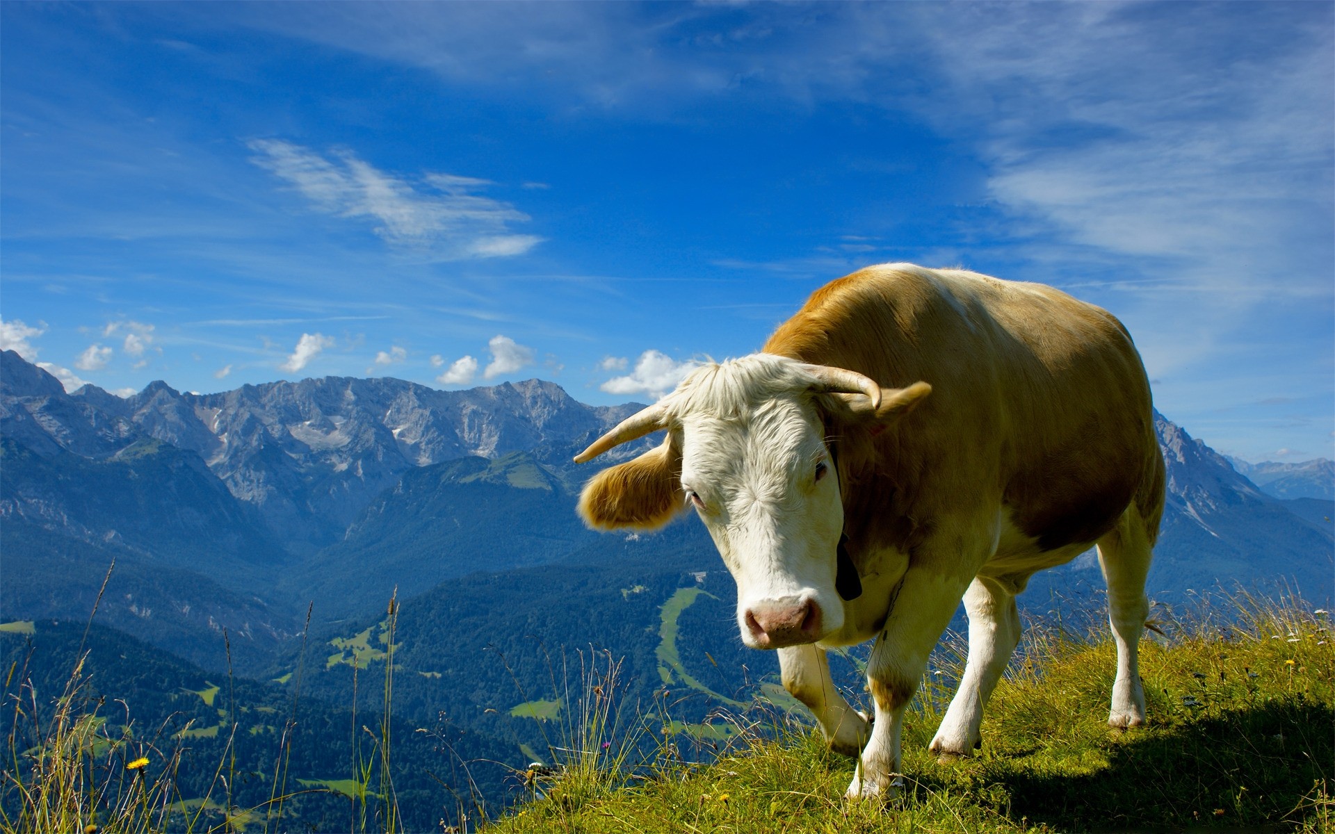 animals pasture grass cow landscape agriculture hayfield grassland nature outdoors farm summer milk rural sky mountains