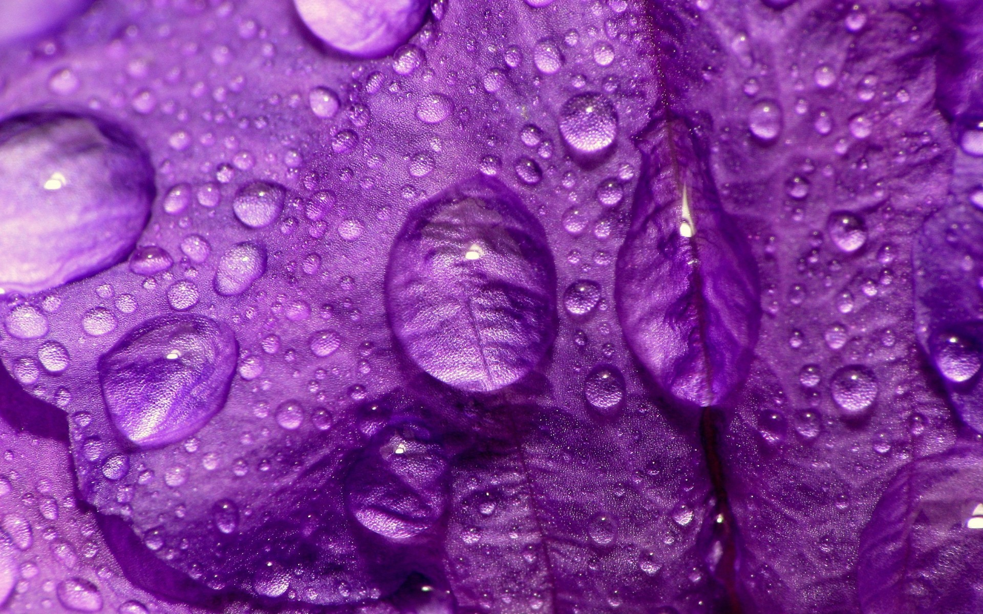 çiçekler çiy çiçek doğa renk violet masaüstü flora yakın çekim parlak güzel ıslak doku tazelik