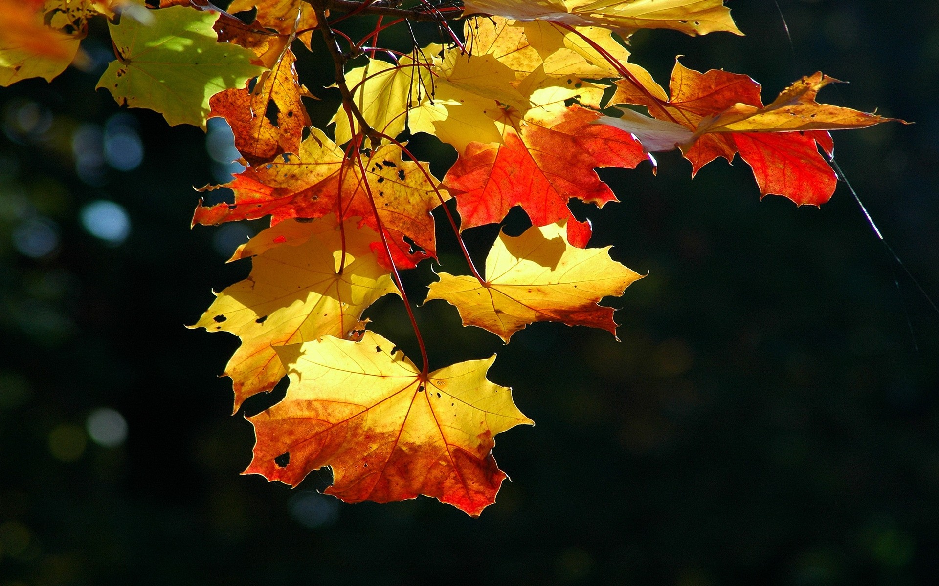 automne feuille automne arbre nature flore érable saison couleur branche jardin lumineux parc fond paysage