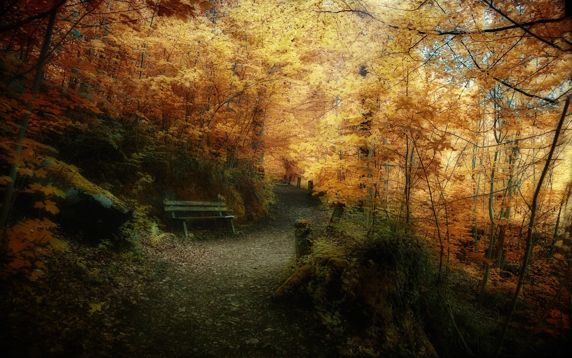 jesień jesień drzewo drewno krajobraz światło natura park drzewa liście tło