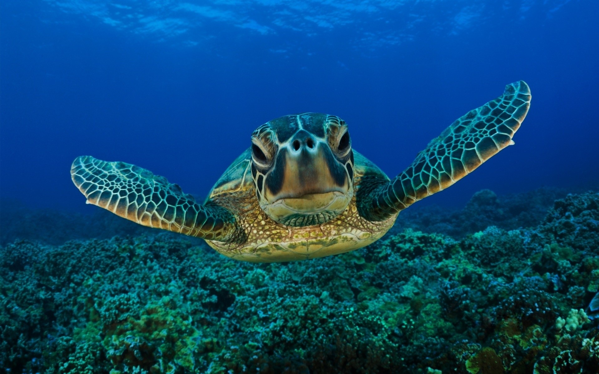 animais debaixo d água oceano coral natureza tropical mar tartaruga recife peixes natação vida selvagem snorkeling animal água fuzileiro naval mergulho mergulho exótico aquático