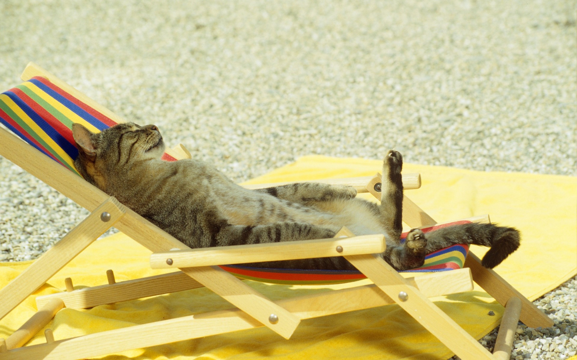 gatti vacanza spiaggia giocattolo viaggio singolo estate legno gatto sabbia vacanza divertente animali sfondo