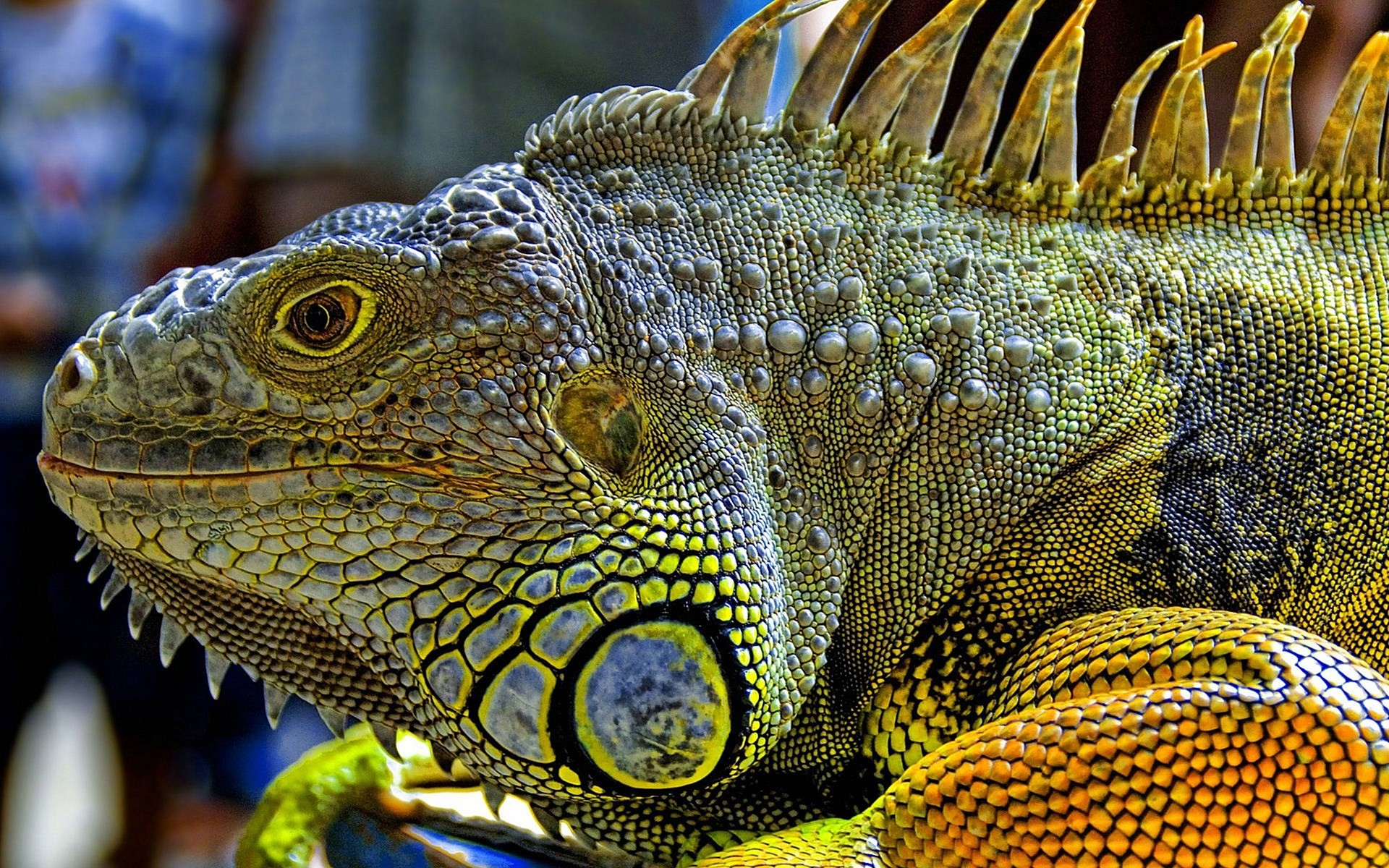 répteis e rãs lagarto gadanha dragão natureza animal escala vida selvagem tropical animal de estimação cor camaleão selvagem exótico vertebrados pico close-up desktop escamosa cabeça iguana