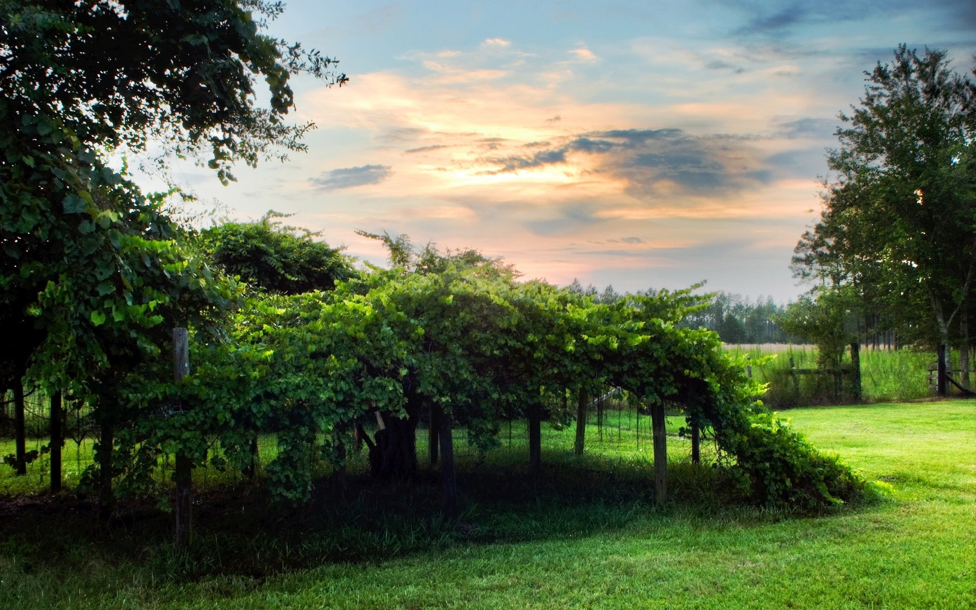 landscapes tree nature landscape leaf garden grass summer wood outdoors flora rural lush park scenic lawn light spring plants background